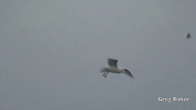 Iceland Gull (glaucoides) - ML201799311