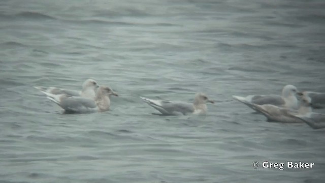 Iceland Gull (kumlieni) - ML201799321