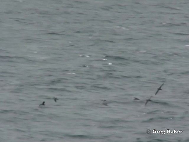 Galapagos Shearwater - ML201799501