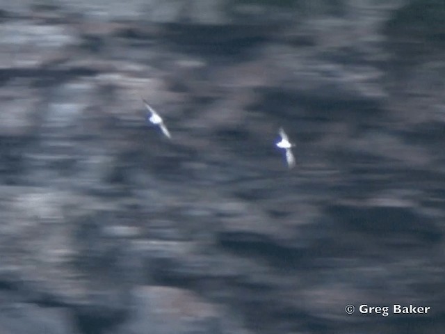 Galapagos Shearwater - ML201799511