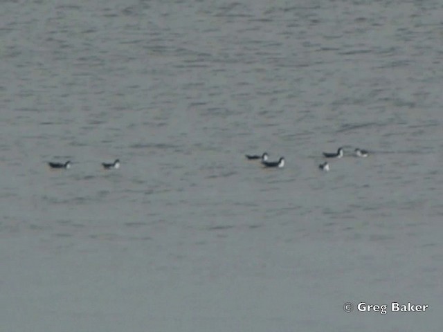 Galapagos Shearwater - ML201799521