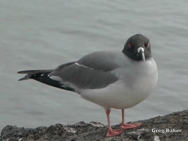 Mouette à queue fourchue - ML201799531