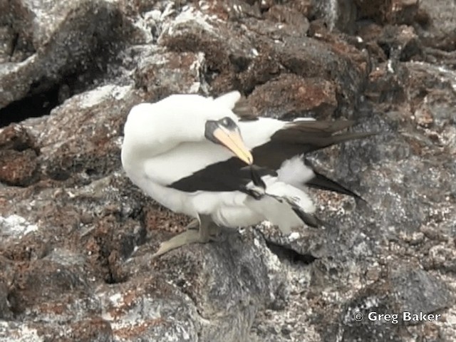 Nazca Booby - ML201799541