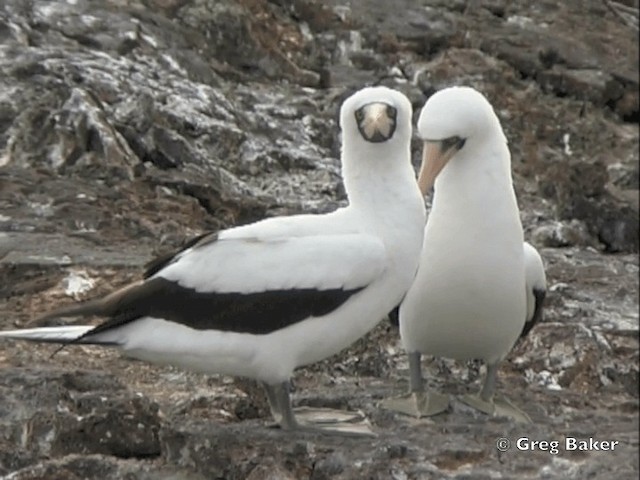 Nazca Booby - ML201799551