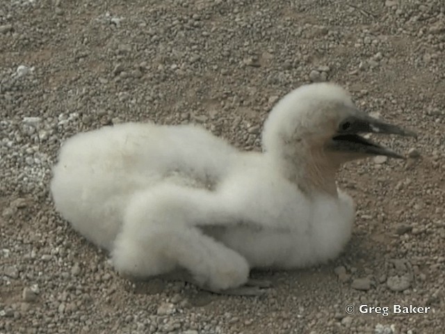 Nazca Booby - ML201799561