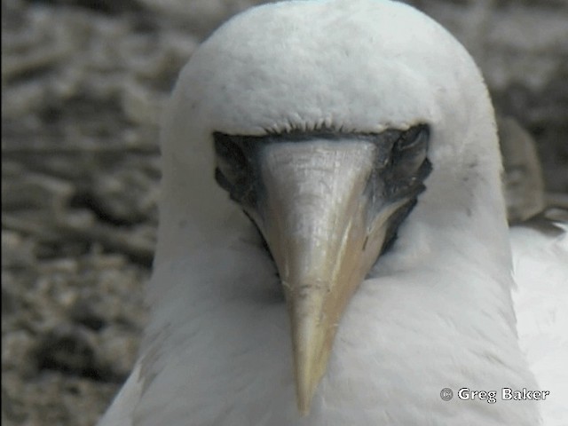 Nazca Booby - ML201799571