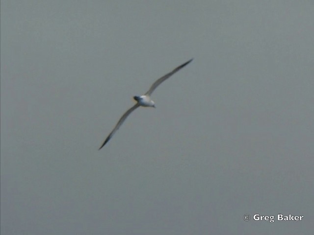 Nazca Booby - ML201799581