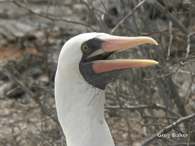 Nazca Booby - ML201799591