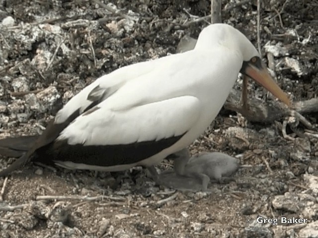 Nazca Booby - ML201799601