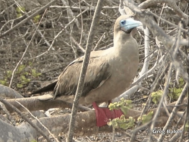 Red-footed Booby (Eastern Pacific) - ML201799611