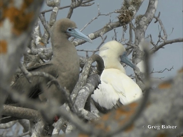 Red-footed Booby (Eastern Pacific) - ML201799621