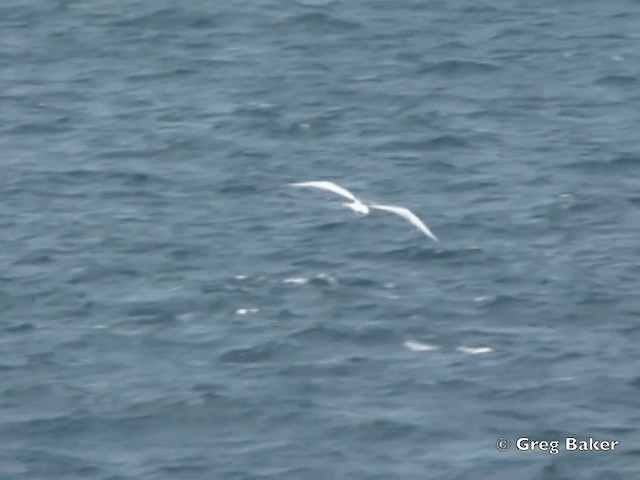 Swallow-tailed Gull - ML201799671