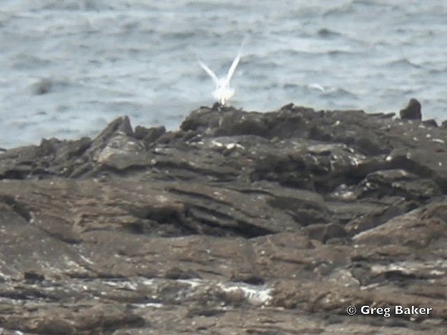 Red-billed Tropicbird - ML201799701