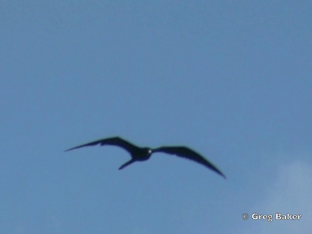 Magnificent Frigatebird - ML201799711