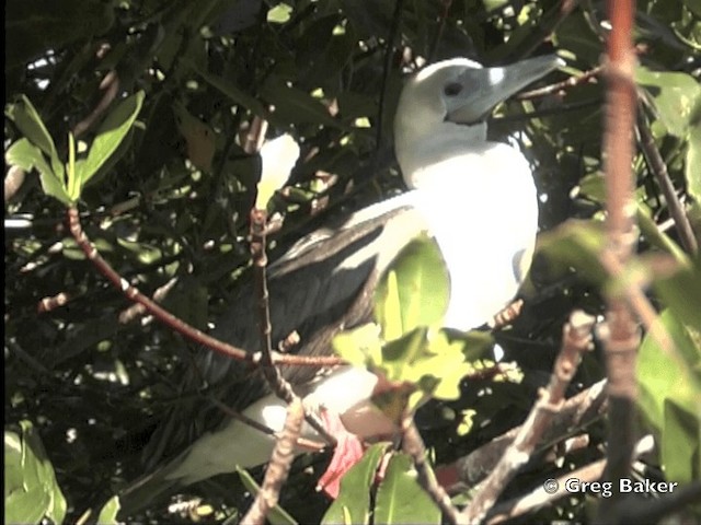 Red-footed Booby (Eastern Pacific) - ML201799721