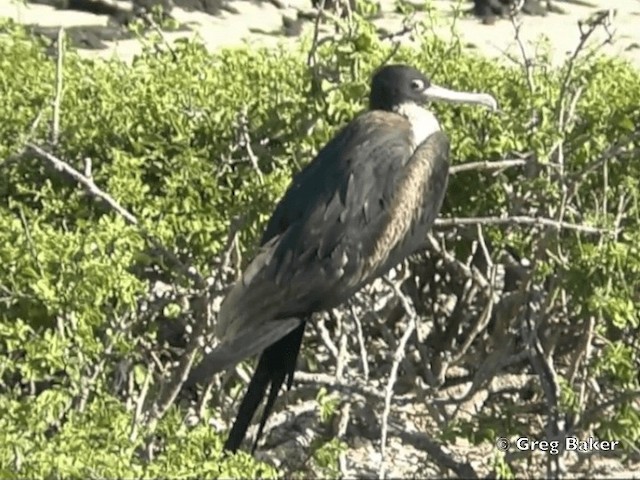 Magnificent Frigatebird - ML201799731