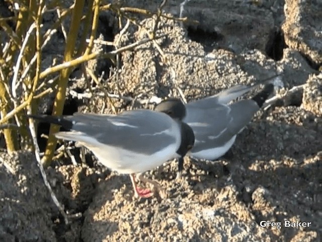 Swallow-tailed Gull - ML201799741