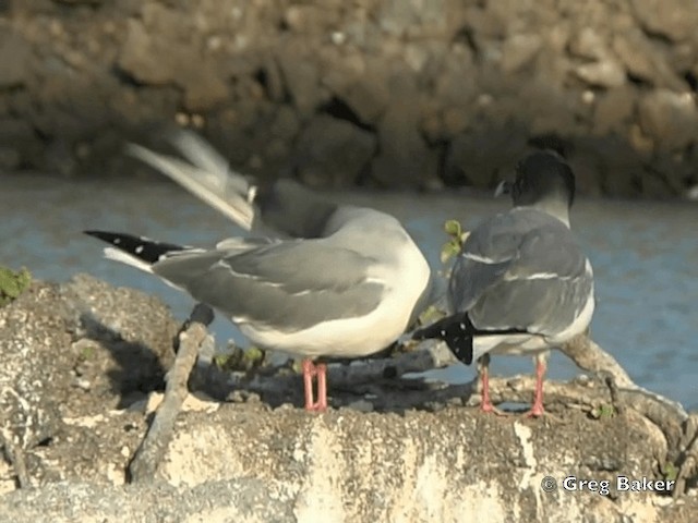 Swallow-tailed Gull - ML201799751