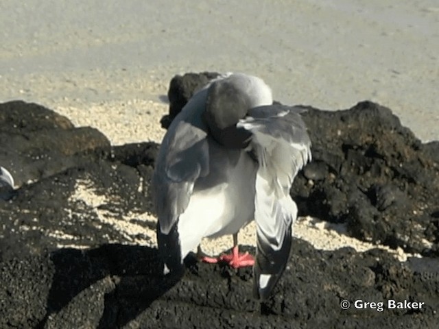 Mouette à queue fourchue - ML201799761