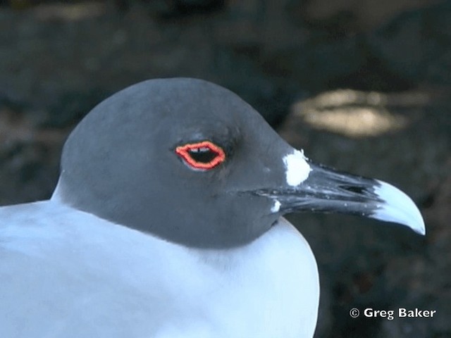 Mouette à queue fourchue - ML201799771