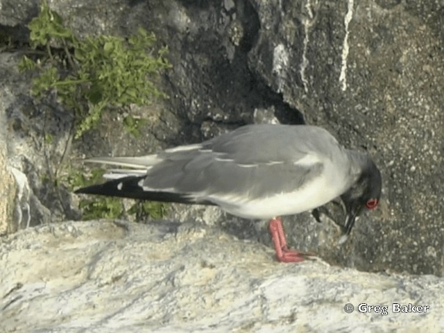 Mouette à queue fourchue - ML201799781