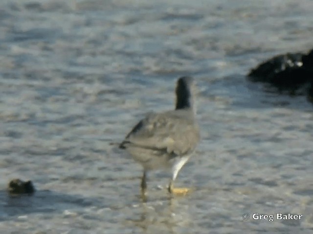 Wandering Tattler - ML201799791