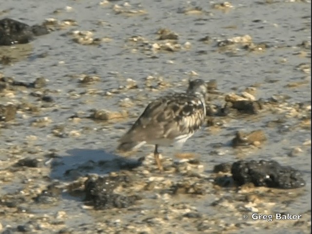 Ruddy Turnstone - ML201799801