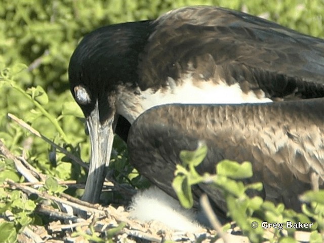 Great Frigatebird - ML201799811