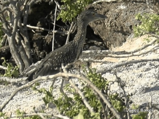 Yellow-crowned Night Heron (Galapagos) - ML201799821