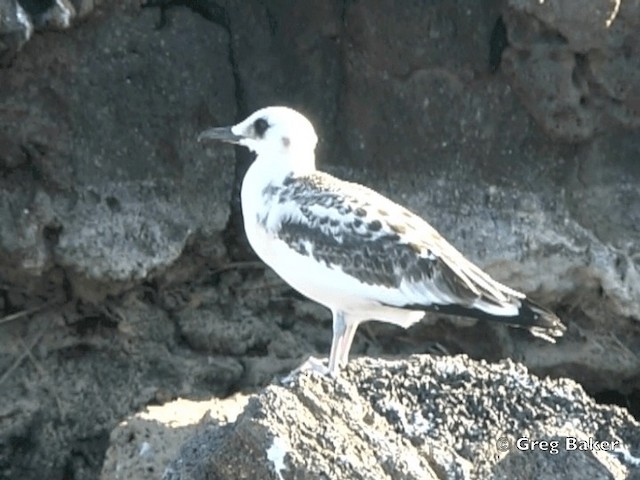 Mouette à queue fourchue - ML201799831