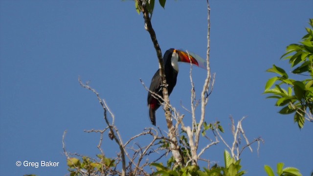 Tucán Toco - ML201799841