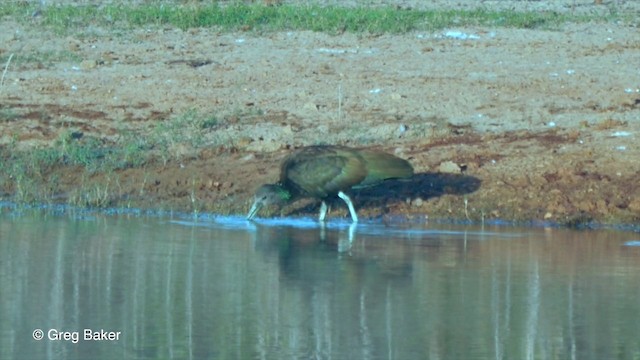 ibis zelený - ML201799881