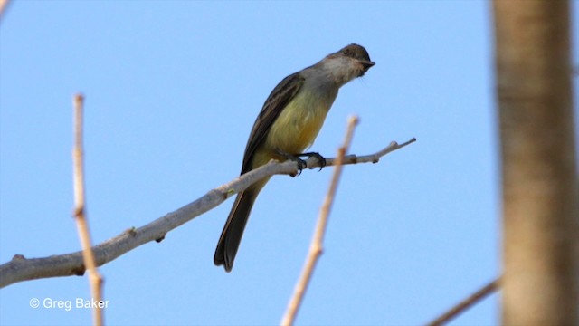 Short-crested Flycatcher - ML201799891