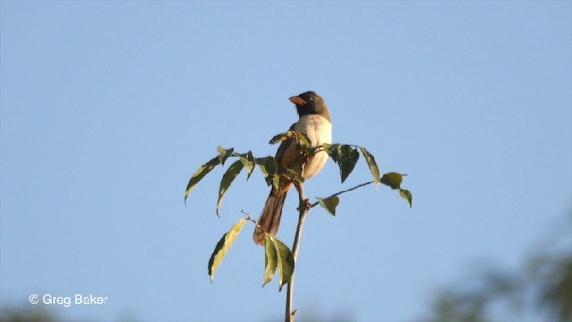 Black-throated Saltator - ML201799901