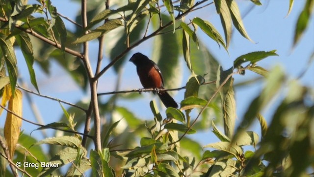 Chestnut-bellied Seed-Finch - ML201799931