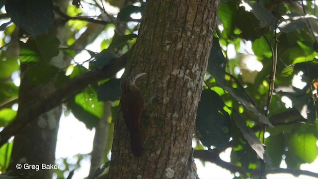 Buff-throated Woodcreeper (Lafresnaye's) - ML201799951