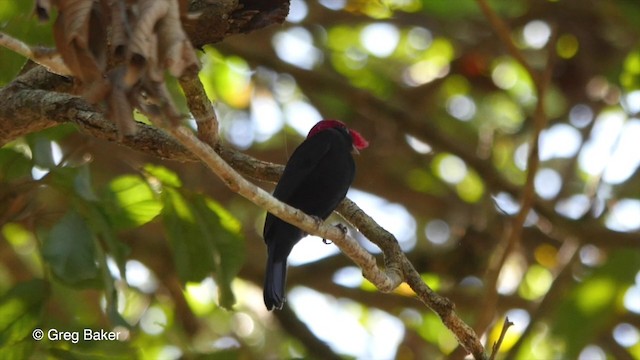 Helmeted Manakin - ML201799961