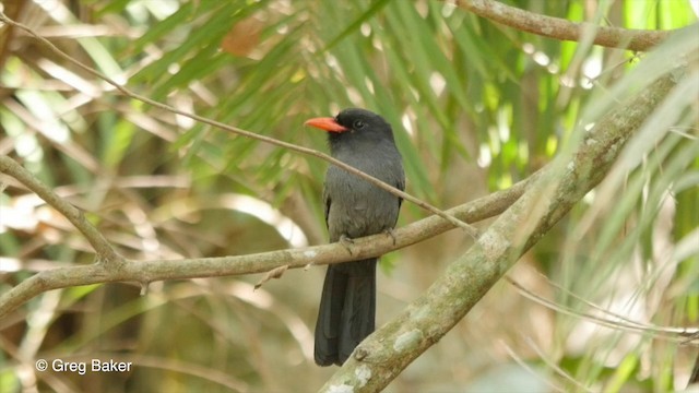 Black-fronted Nunbird - ML201799971