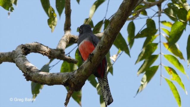 Blue-crowned Trogon - ML201799981