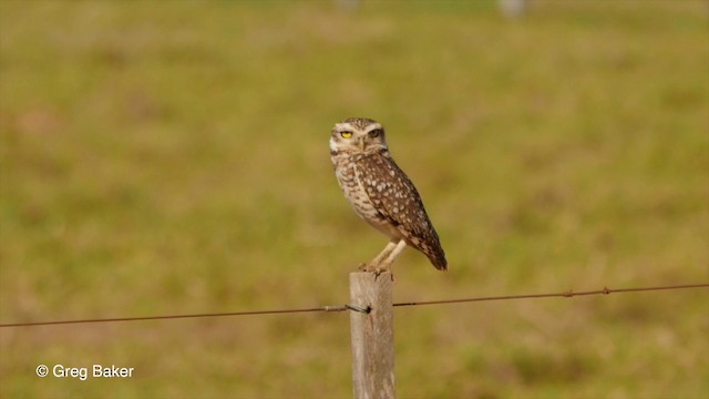 Burrowing Owl - ML201799991