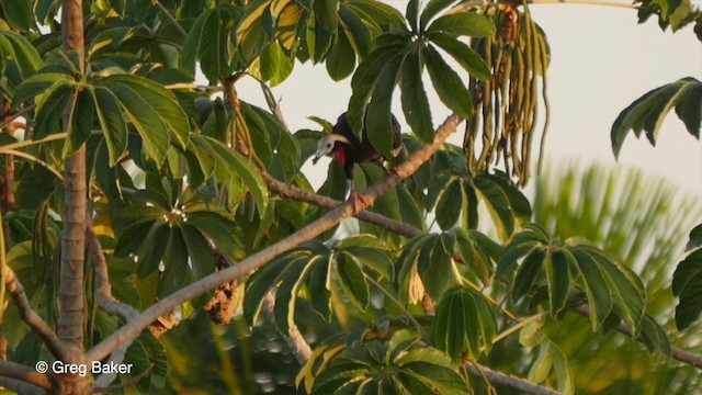 Red-throated Piping-Guan (White-crested) - ML201800011