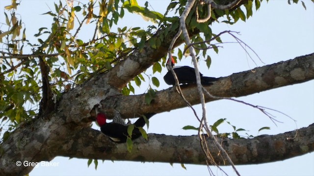 Crimson-crested Woodpecker - ML201800021