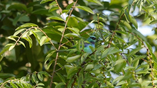 Calliste à tête verte - ML201800061