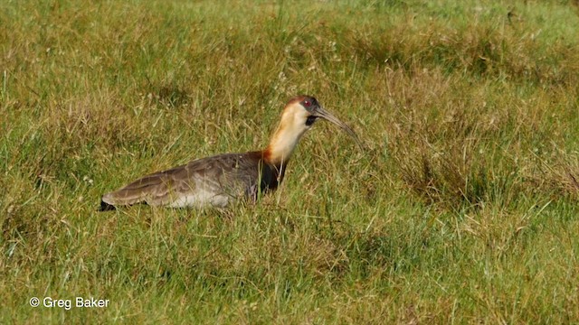 Buff-necked Ibis - ML201800101