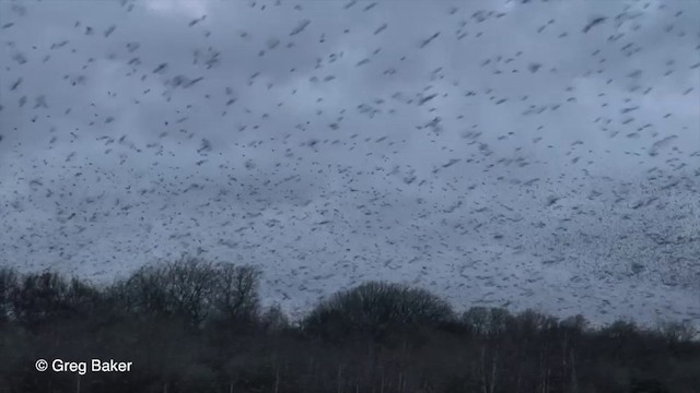 European Starling - ML201800121