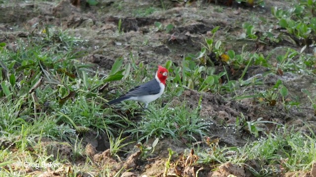 Cardenilla Crestada - ML201800181