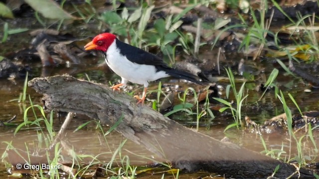 Yellow-billed Cardinal - ML201800191