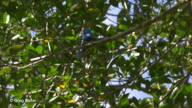 Cotinga céleste - ML201800221