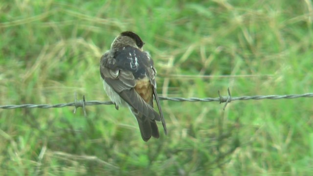 Hirondelle à front brun (citata) - ML201800231