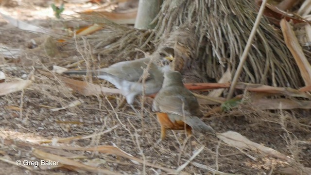 Creamy-bellied Thrush - ML201800251